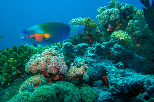 closeup view of parrotfish in the Red Sea coral reef