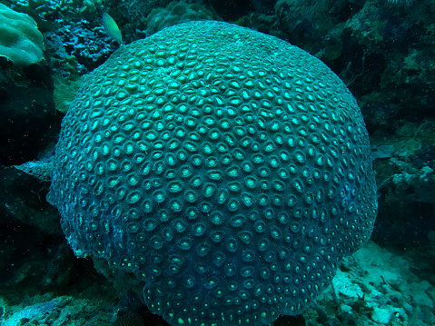 view of brain coral in the reef