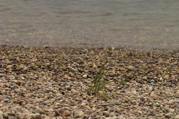 Pebbles on the Rhine river bank