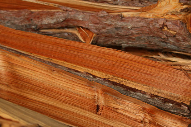 Firewood Wood freshly sawn in the forest