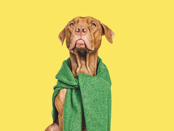 istock Lovable, pretty brown puppy. Isolated background. Closeup 1461065076