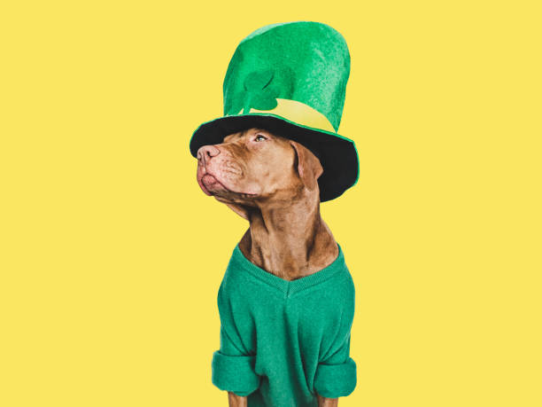 istock Puppy and a bright green leprechaun hat 1461065093