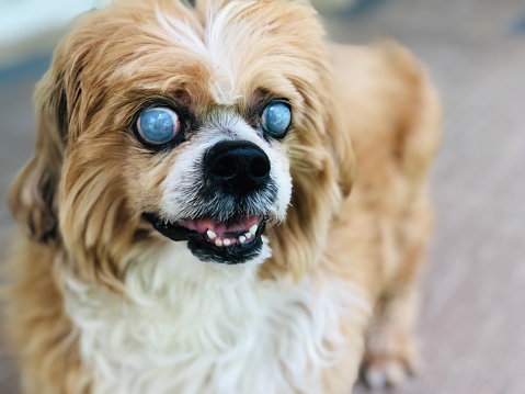 full frame shot of Lhasa Apso dog breed Damaged eyes or blind, age 14 years, male, brown and cream hair. Cataracts in Small Dogs.