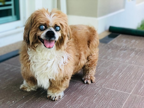 Lhasa Apso dog breed Damaged eyes or blind, age 14 years, male, brown and cream hair. Cataracts in Small Dogs