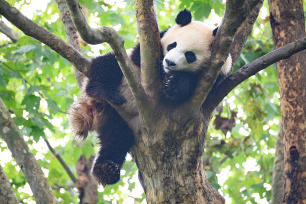 istock Adult giant panda sleeping in a tree 1461065471