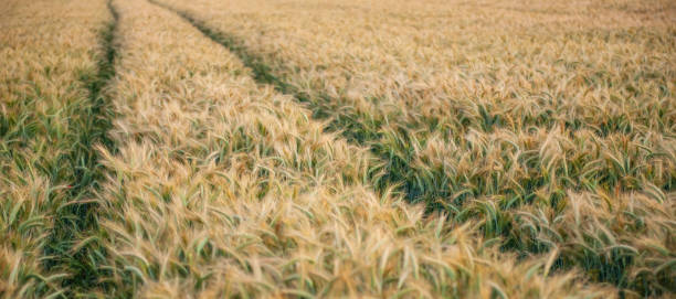 campo de centeno con rastros de maquinaria - winter wheat fotografías e imágenes de stock