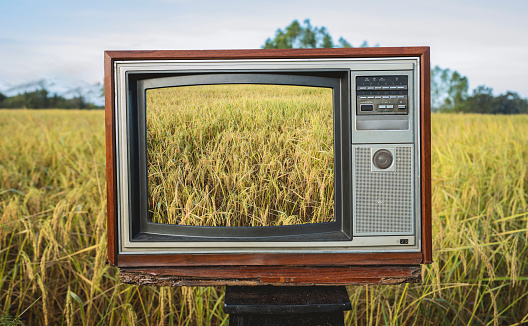 Retro old tv against yellow paddy rice fields, background