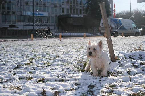 West Highland White Terrier (Westie) at walk in winter park, Kyiv, Kyiv region, Ukraine