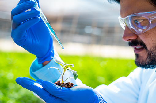 close up head shot of agro scientist adding chemicals to plant by holding in hand with soil - concept of research, invention or biotechnology and inspection.