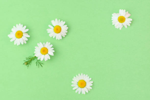 istock Beautiful chamomile daisy flower on neutral green background. Flowers composition, spring and summer background.Alternative medicine and herbal treatment. Flat lay, copy space 1461068356