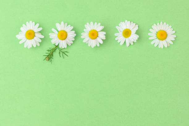 istock Beautiful chamomile daisy flower on neutral green background. Flowers composition, spring and summer background.Alternative medicine and herbal treatment. Flat lay, copy space 1461068365