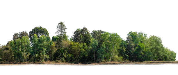 istock Group of tree isolated on white,tropical trees isolated used for design, advertising and architecture. Isolated island on a white background. 1461069305