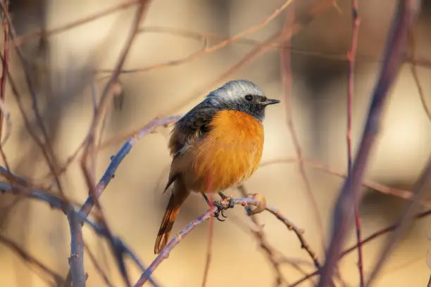 A male Daurian redstart sitting on the bare branch of tree in winter.