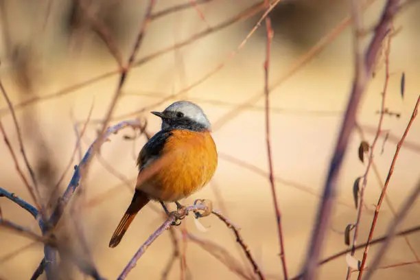 A male Daurian redstart sitting on the bare branch of tree in winter.