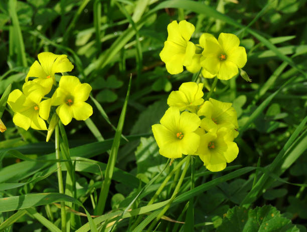 istock Yellow Wood sorrel - Oxalis pes-caprae 1461071918