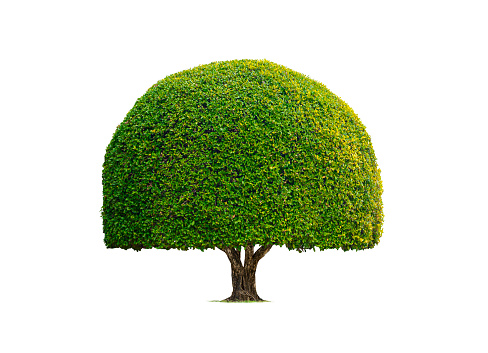 Decorative umbellate Topiary Tree in Dome shaped on isolated white background with Clipping path for gardening design