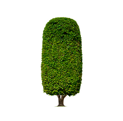 Decorative Topiary Tree in cylinder column shaped on isolated white background with Clipping path for gardening design