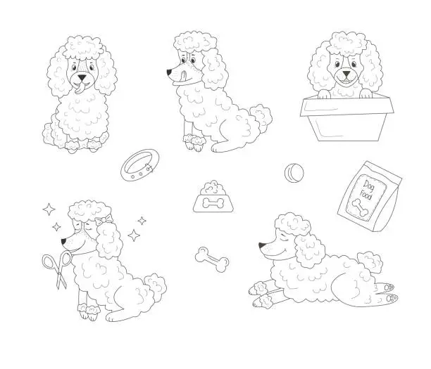 Vector illustration of Set of  poodle with different emotions and poses and toys for dogs on isolated background