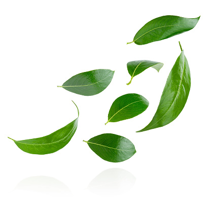 Green Tea Leaf Pictures | Download Free Images on Unsplash