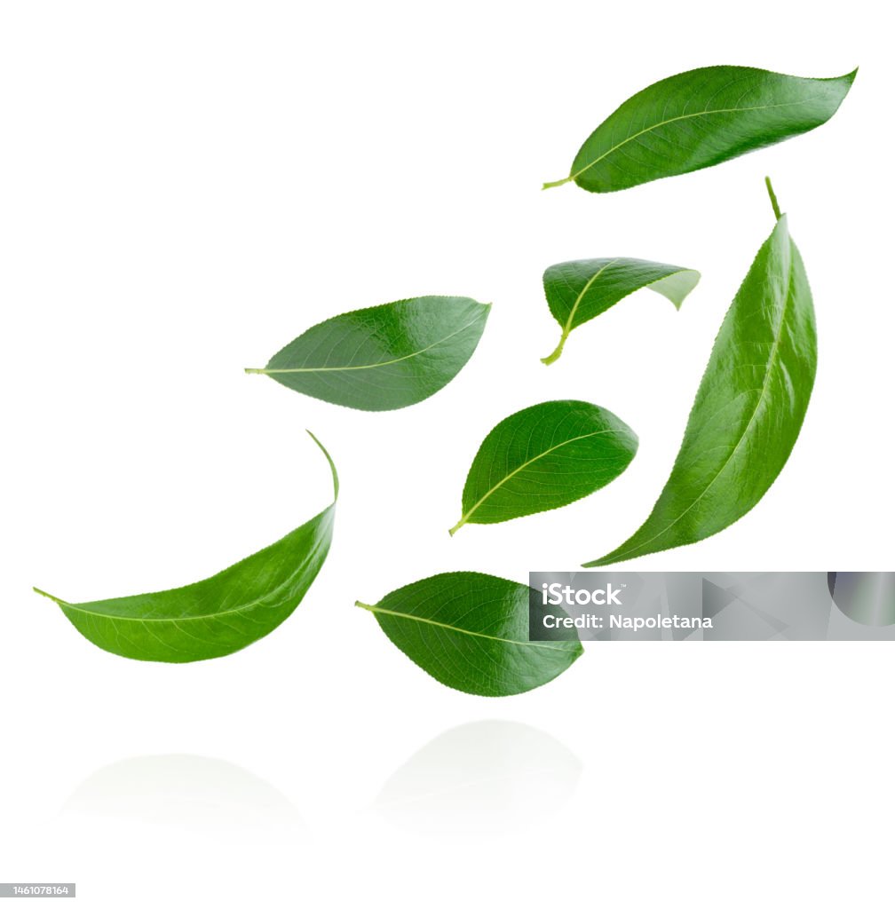 Flying green leaves isolated on white background with clipping path. Set of flying green leaves isolated on white background. Leaf Stock Photo
