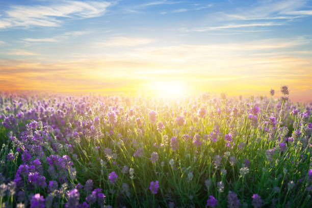 istock Lavender flowers blooming on sunset sky background. 1461078238