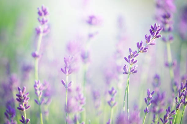 istock Lavender flowers blooming. Natural background, close up 1461078438