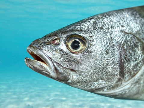 In its natural habitat, a redfish is swimming in the grass flats ocean