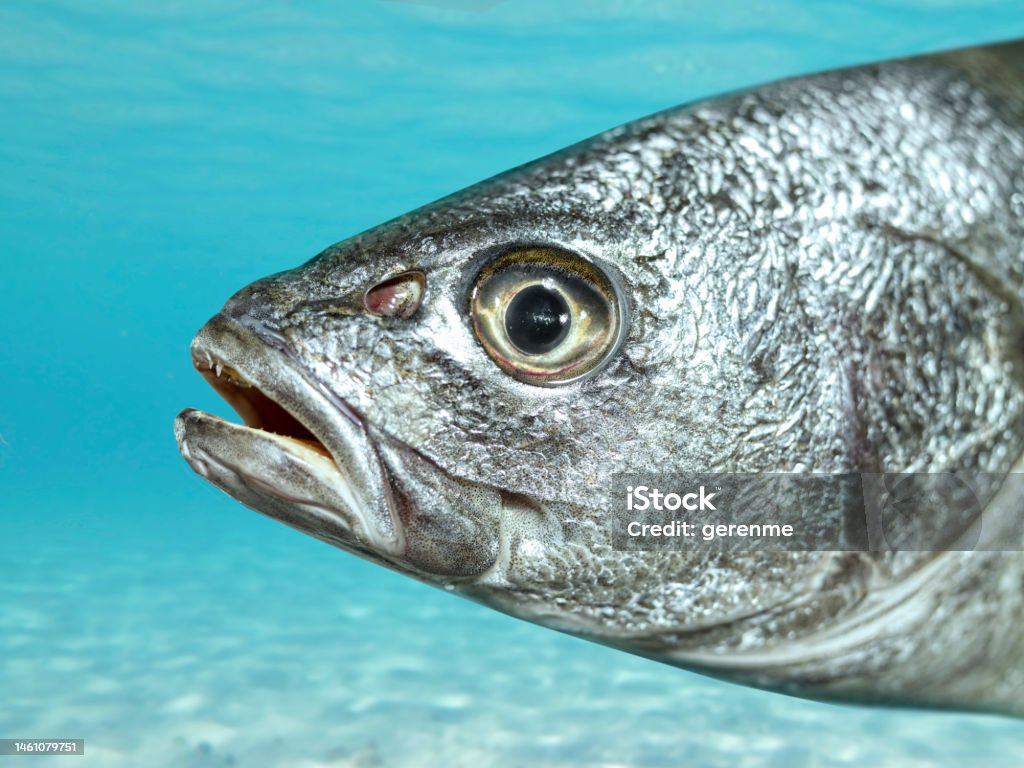 Fish Close up fish underwater Bizarre Stock Photo