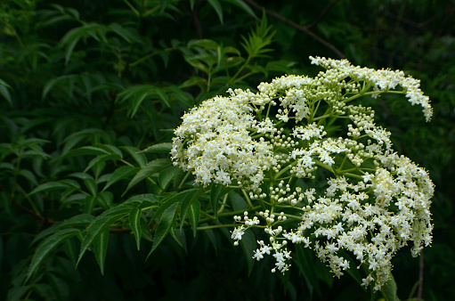 Sambucus javanica, dark green leaves, the flowers form large bunches with white petals facing upwards. This species is known as Chinese elder.