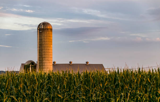 View of A Farm Silo with Tall Corn Stalks in the Foreground on a Sunny Summer Day A View of A Farm Silo with Tall Corn Stalks in the Foreground on a Sunny Summer Day images of amish people stock pictures, royalty-free photos & images
