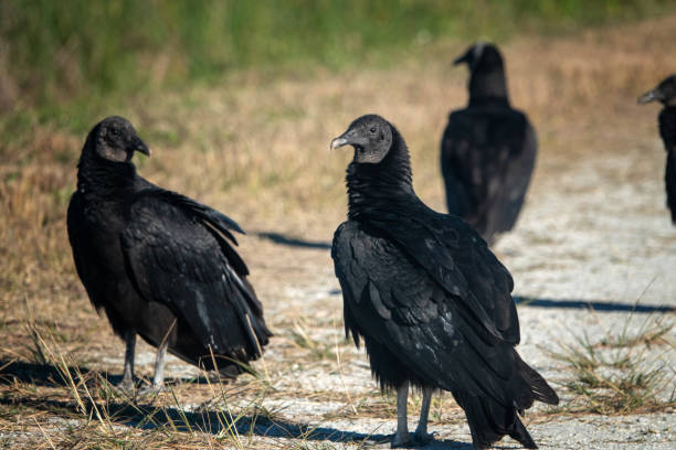 istock The black vulture, also known as the American black vulture 1461088799
