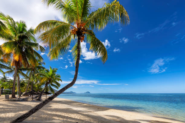 istock Tropical beach in tropical resort 1461092312