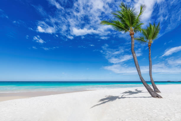 istock Tropical sunny beach. White sand beach with coconut palm trees and turquoise sea. 1461092325