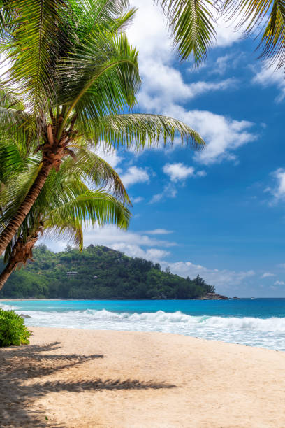 istock Palm trees in sandy beach in tropical sunny island 1461092873