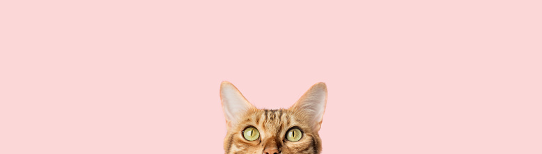 Beautiful funny bengal cat peeks out from behind a pink table with copy space