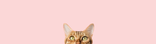 Beautiful funny bengal cat peeks out from behind a pink table Beautiful funny bengal cat peeks out from behind a pink table with copy space peeking stock pictures, royalty-free photos & images