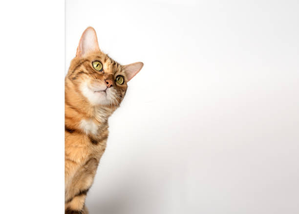 istock Funny cat peeks out from behind the wall. 1461093899