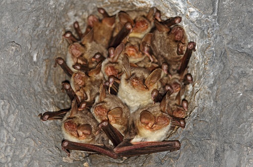 Greater Mouse-eared Bat (Myotis myotis) adults roosting in hole in abandoned railway tunnel roof\n\nCvaljina village, Popovo Polje karst field, Herzegovina, Bosnia Herzegovina      April