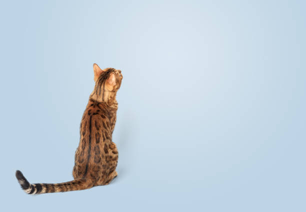 Red Bengal cat sits with his back to the camera on a blue background