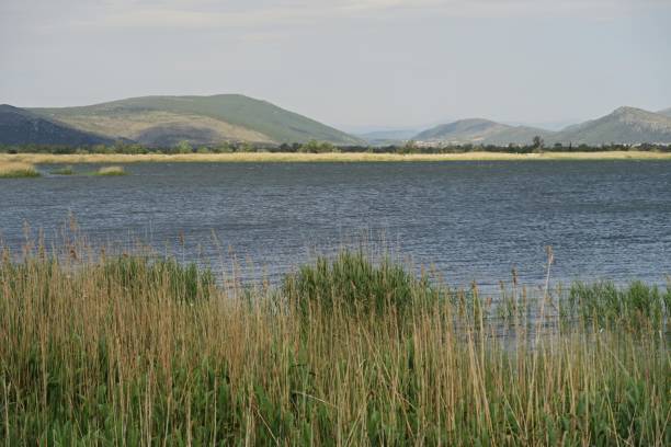 istock view over reservoir and reedbed 1461094364