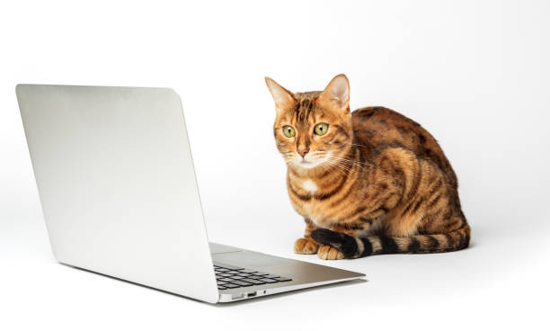 istock Side view of a ginger bengal cat looking at a laptop screen 1461094788