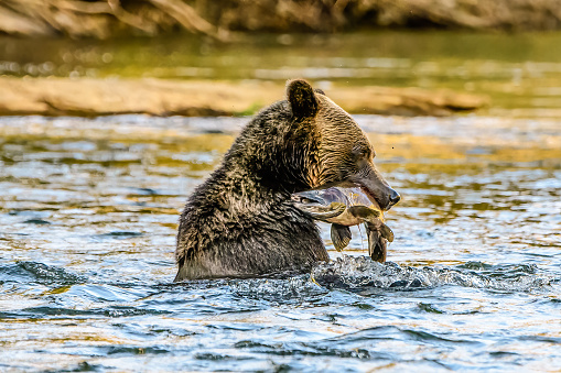 primer plano de un oso pardo con un salmón en la boca photo