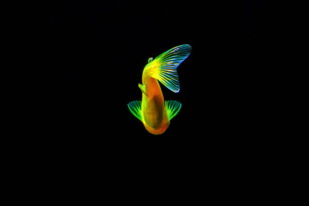 Fluorescent Freshwater Fish, Gold zebra danio fish, Fluorescent Freshwater Fish, Gold zebra danio fish, Glo Fish danio stock pictures, royalty-free photos & images