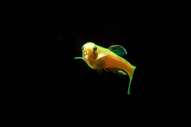 Fluorescent Freshwater Fish, Gold zebra danio fish, Fluorescent Freshwater Fish, Gold zebra danio fish, Glo Fish danio stock pictures, royalty-free photos & images