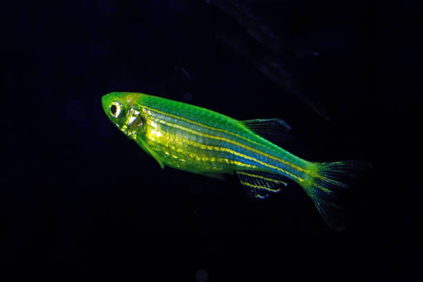 Fluorescent Freshwater Fish, Electric Green zebra danio fish Fluorescent Freshwater Fish, Electric Green zebra danio fish, Glo Fish danio stock pictures, royalty-free photos & images
