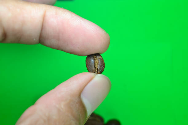 istock Coffee Beans Roasted with green background 1461099792