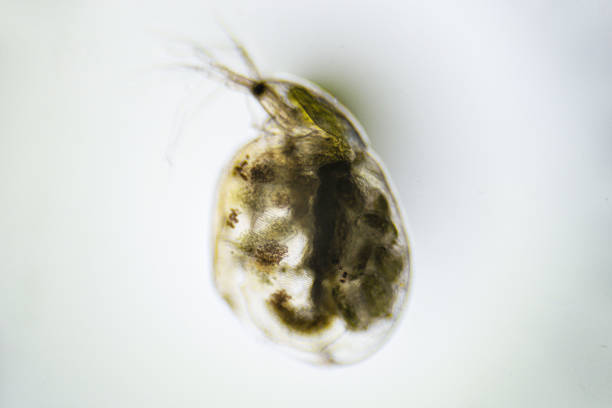 istock Pregnant crustacean Zooplankton Water Flea Daphnia, under microscope 1461100314