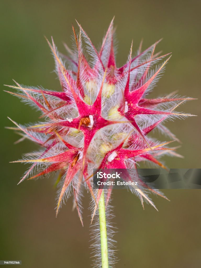 Red stars Red stars. Wild plant photographed in its natural environment. Beauty Stock Photo