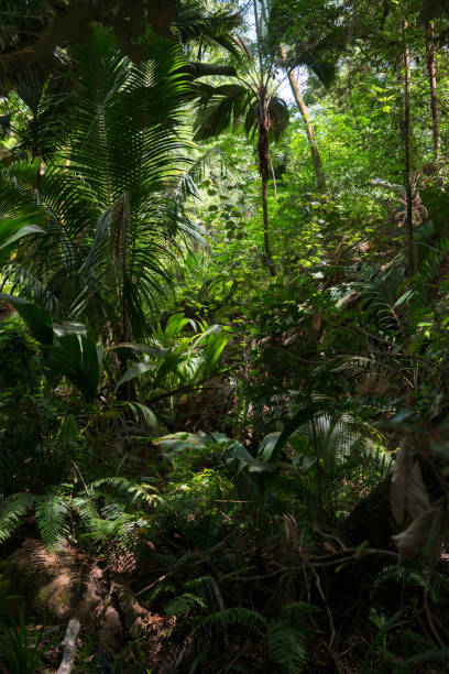 Dense jungle on a hill in the Seychelles.