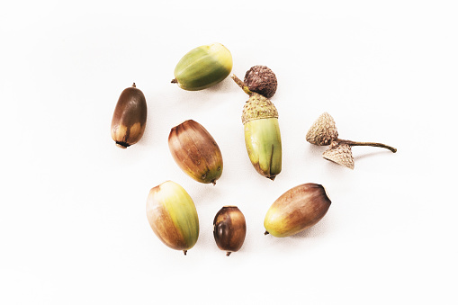 istock green and brown acorns lie on a white surface 1461102390